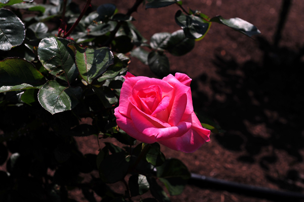 130508 6 DSC_9721.jpg